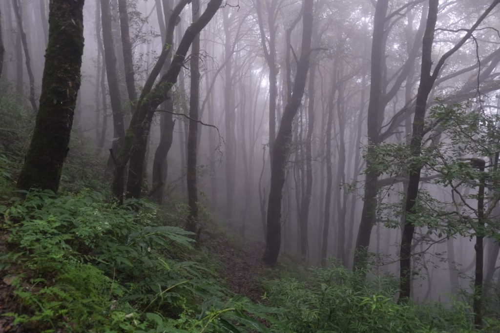 Shimla Glen Forest walk by the auriga